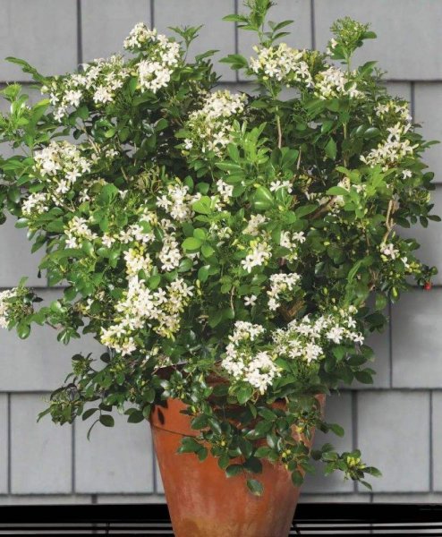5月开什么花