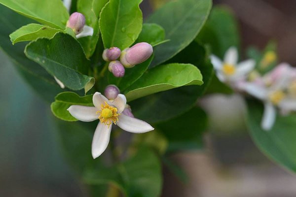 5月开什么花
