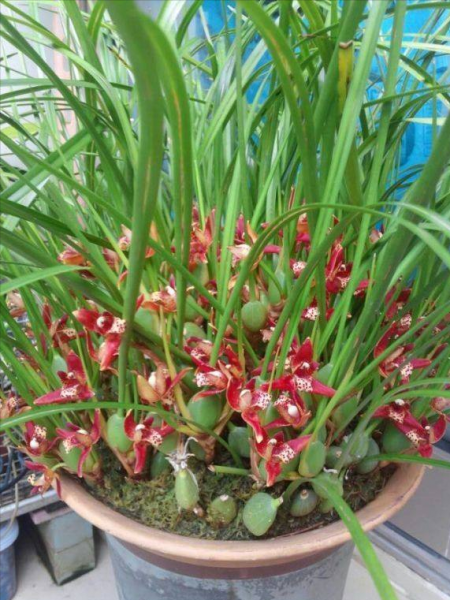 5月开什么花