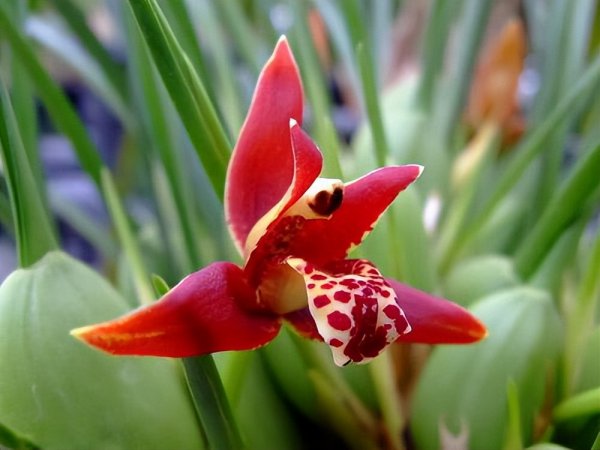 5月开什么花