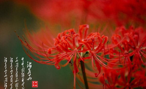 彼岸花如何种植