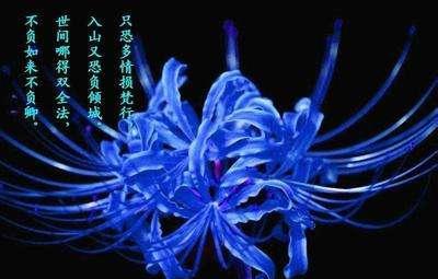 彼岸花如何种植