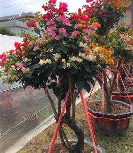 三角梅怎么扦插生根快 三角梅的养殖方法和注意事项