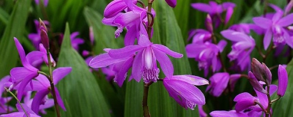 白芨怎么种植