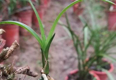 野生兰花用什么土种植最好 兰草花栽培专用土