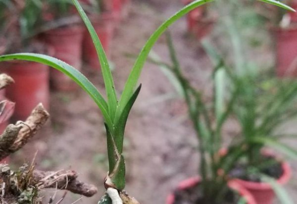 野生兰花用什么土种植最好