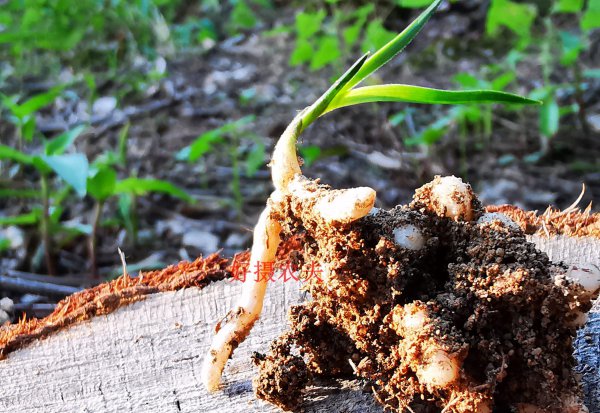 野生兰花用什么土种植最好