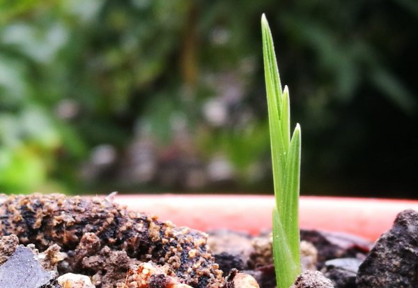 野生兰花用什么土种植最好