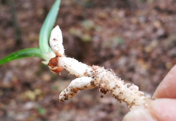 野生兰花用什么土种植最好