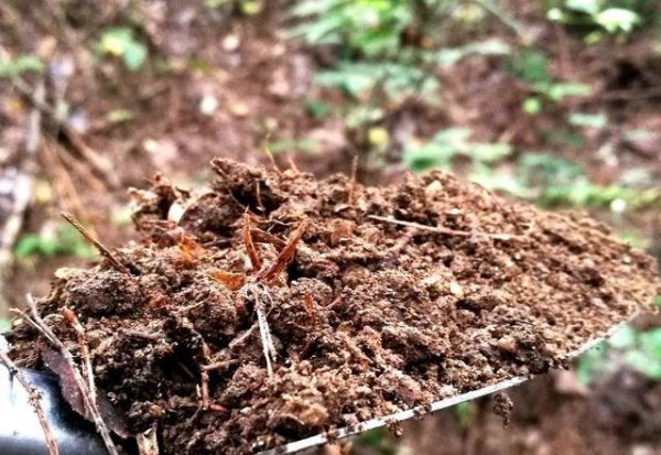 野生兰花用什么土种植最好