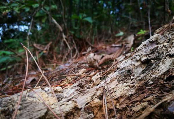 野生兰花用什么土种植最好