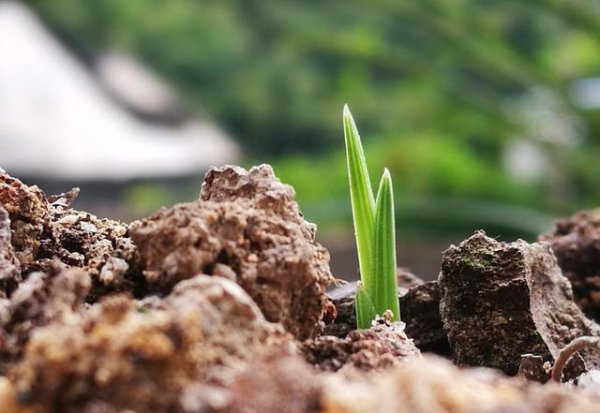 野生兰花用什么土种植最好