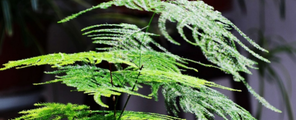 文竹怎么养才能更旺盛