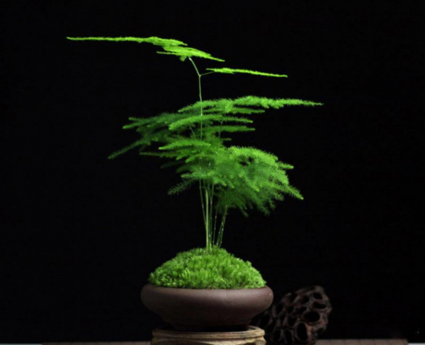 文竹怎么养才能更旺盛