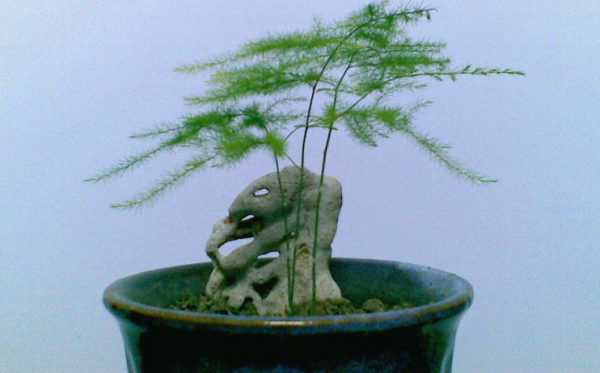 文竹怎么养才能更旺盛