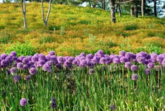 风信子花语是什么