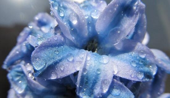 风信子花语是什么
