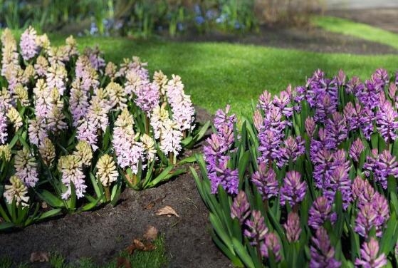 风信子花语是什么