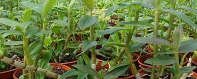 铁皮石斛怎么栽培 铁皮石斛育苗种植步骤