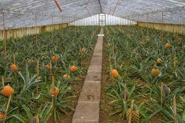 菠萝怎么种植
