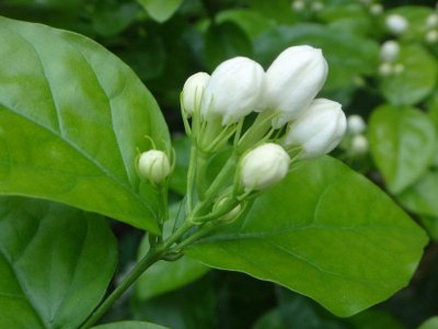 非洲茉莉怎样扦插能活 非洲茉莉繁殖方法及时间