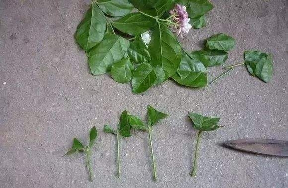 非洲茉莉怎样扦插能活