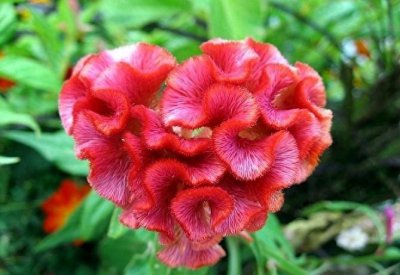 鸡冠花如何种植 鸡冠花栽培技术要点