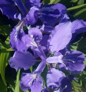 鸢尾什么时候种植 鸢尾花种植方法和时间