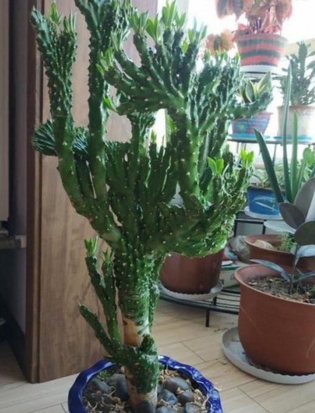 麒麟掌怎么养护