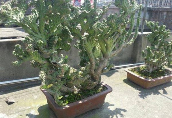 麒麟掌怎么养护