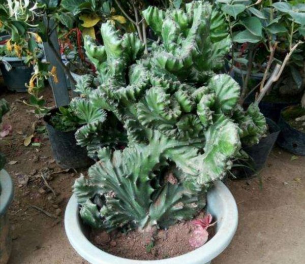 麒麟掌怎么养护