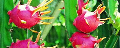 火龙果怎样种植 火龙果种植技术与管理