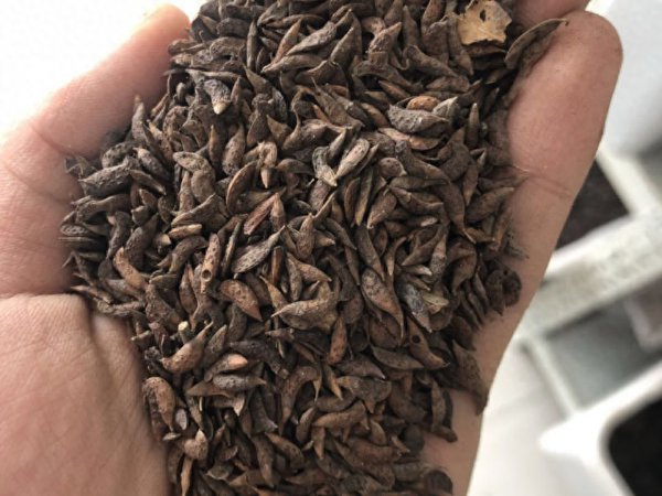 紫穗槐怎么种植