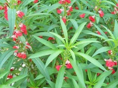 凤仙花怎样扦插繁殖