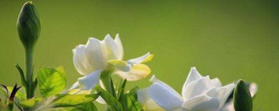栀子花如何养殖 栀子花的种植和养护