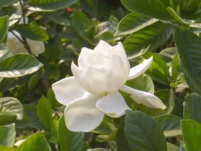 栀子花如何养殖