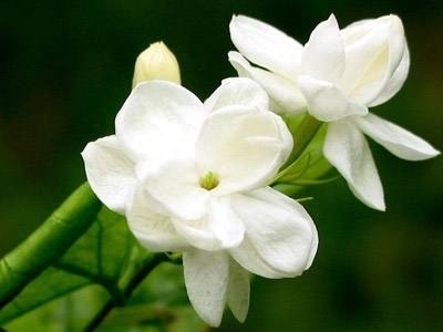 栀子花如何养殖