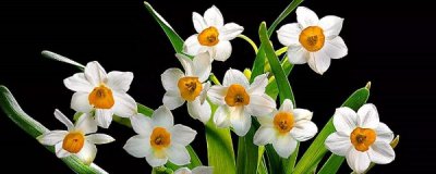 水仙花怎么养殖 水仙花的养护要点