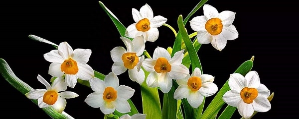 水仙花怎么养殖