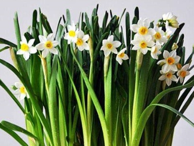水仙花怎么养殖