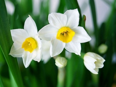 水仙花怎么养殖