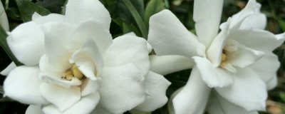 栀子花什么时候剪枝 栀子花的修剪时间和方法