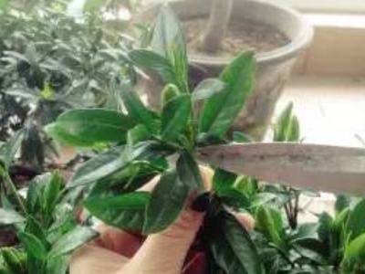 栀子花什么时候剪枝