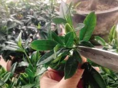 栀子花什么时候剪枝