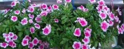 长春花种子怎么播种 长春花种植方法和时间