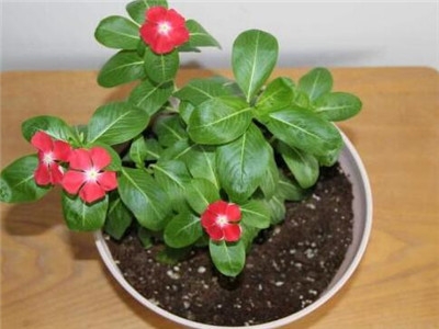 长春花种子怎么播种