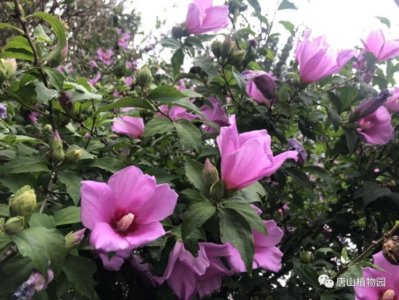 木槿花语是什么 木槿花开的寓意和象征
