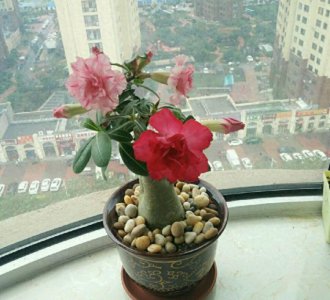 沙漠玫瑰盆栽怎么养 沙漠玫瑰养殖方法与技巧