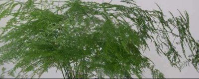 怎样栽培文竹 种文竹的方法步骤