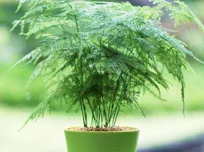 怎样栽培文竹